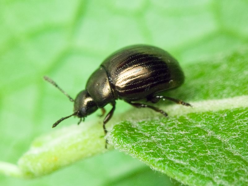 Neophaedon pyritosus (Rossi, 1792)